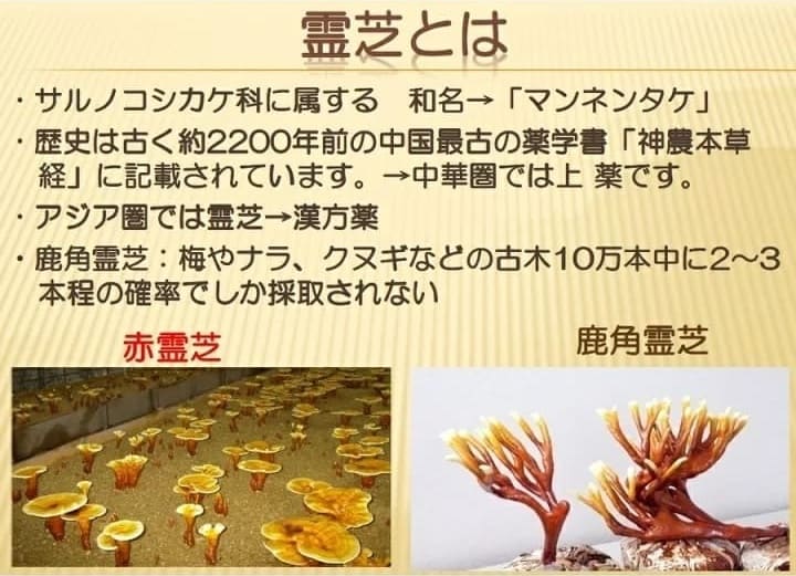伊段 北海道鹿角霊芝
